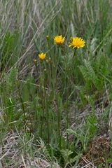 Crepis runcinata