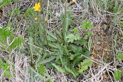 Crepis runcinata