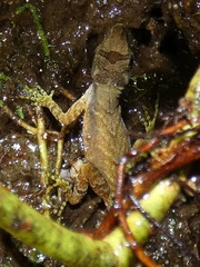 Anolis humilis