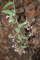 Lepidaploa canescens