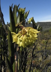 Epidendrum zipaquiranum