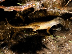 Anolis humilis