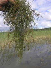 Chara tomentosa