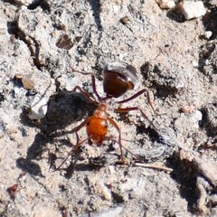 Myrmecocystus placodops