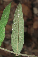 Lepidaploa canescens