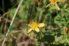 Hypericum maculatum maculatum
