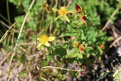 Hypericum maculatum maculatum