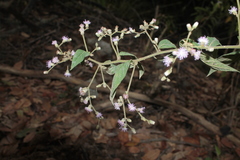 Lepidaploa canescens