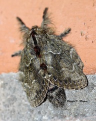 Euglyphis submarginalis