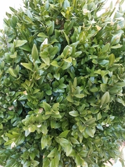 Buxus sempervirens