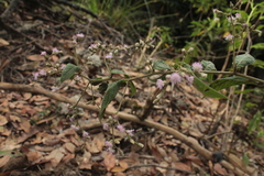 Lepidaploa canescens