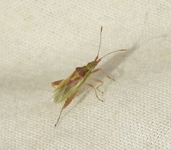 Harmostes reflexulus