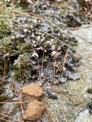Peltigera degenii