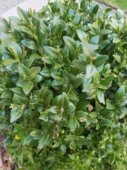 Buxus sempervirens