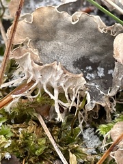 Peltigera degenii