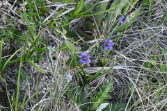 Sisyrinchium pallidum