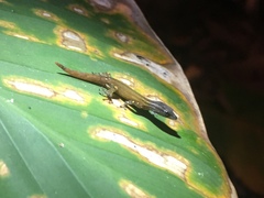 Sphaerodactylus graptolaemus
