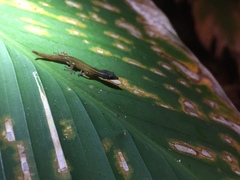 Sphaerodactylus graptolaemus