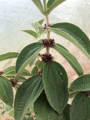 Miconia rubra