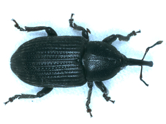 Siraton internatus