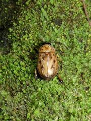 Cyclocephala lunulata