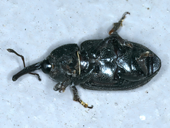 Siraton internatus