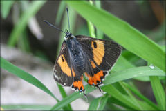 Pseudalmenus chlorinda