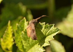Theagenes dichrous