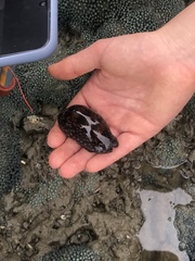 Macrocypraea cervinetta