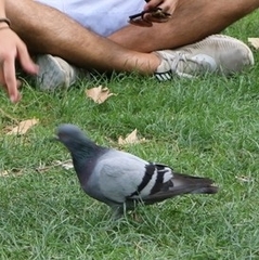 Columba livia