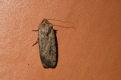 Euxoa ochrogaster