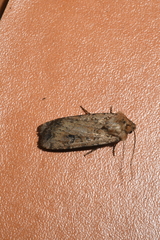 Euxoa ochrogaster
