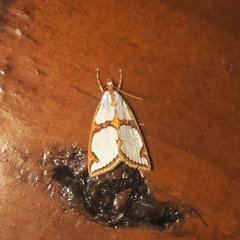 Argyria croceivittella