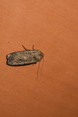 Euxoa ochrogaster
