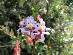 Epidendrum arachnoglossum