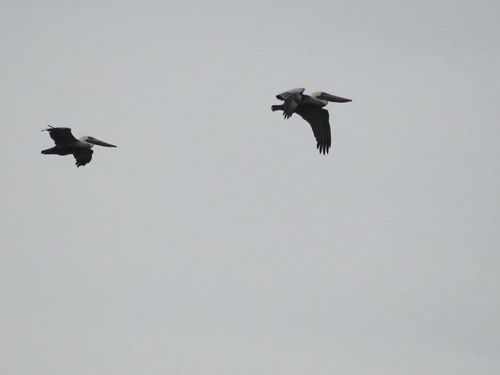 Brown Pelican photographed in Virginia