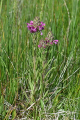 Pedicularis crenulata