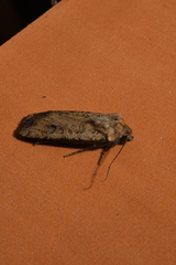 Euxoa ochrogaster