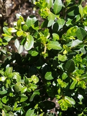 Buxus sempervirens