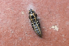 Tatochila xanthodice