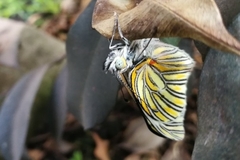 Tatochila xanthodice