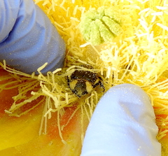 Trichiotinus texanus