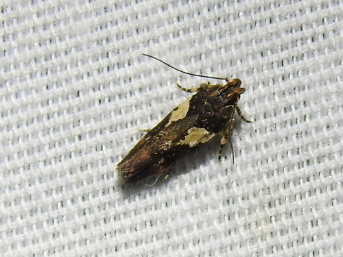 Friseria acaciella photo 2