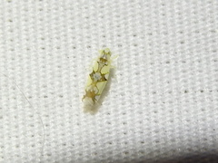 Protalebrella conica