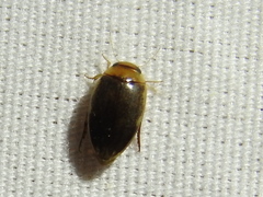 Laccophilus proximus