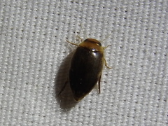 Laccophilus proximus