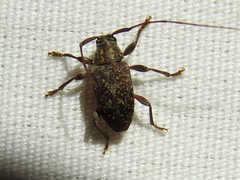 Atrypanius irrorellus