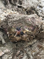 Echinometra vanbrunti