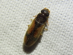 Polypria cruxrufa