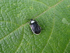 Asphaera albomarginata